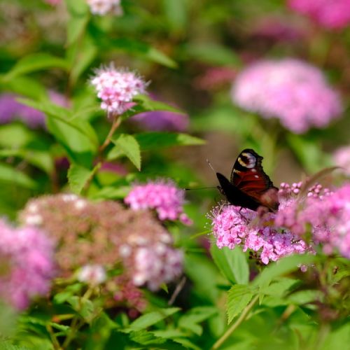 Schmetterling auf rosa Blumen